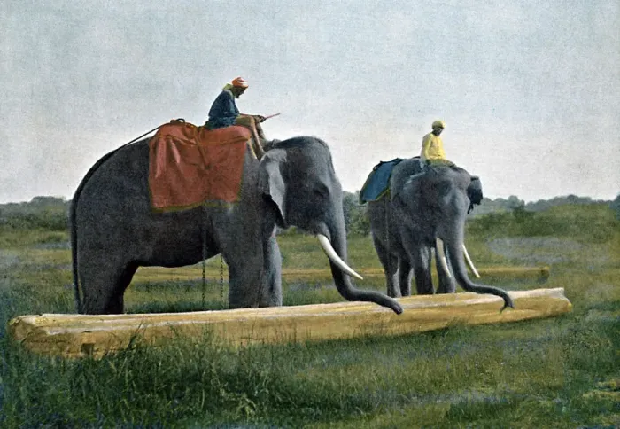 Framed Print : Elephants moving a log, Ceylon, c1890. Artist: Gillot Framed Print : Elephants moving a log, Ceylon, c1890. Artist: Gillot