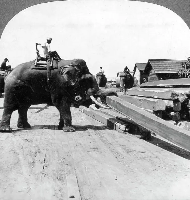 Framed Print : Elephants moving timber, Rangoon, Burma (Myanmar), 1900s. Artist: Underwood & Underwood