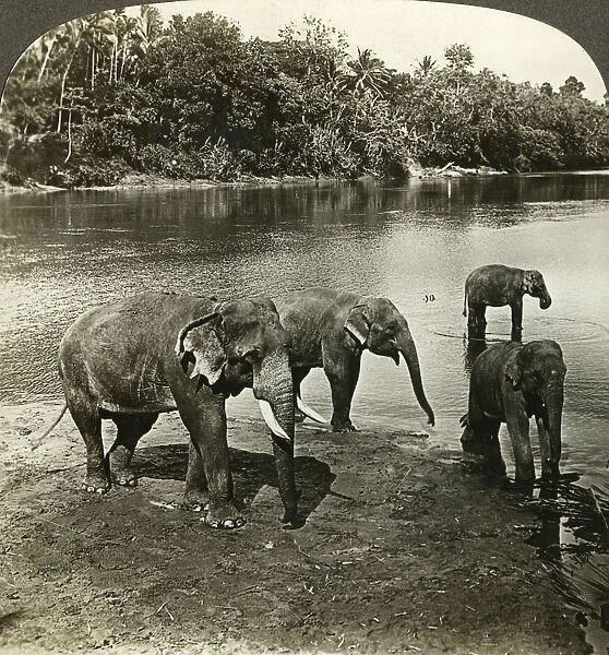 Elephants, Sri Lanka (Ceylon). Artist: Underwood & Underwood