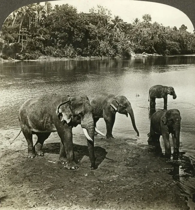 Framed Print : Elephants, Sri Lanka (Ceylon). Artist: Underwood & Underwood Framed Print : Elephants, Sri Lanka (Ceylon). Artist: Underwood & Underwood