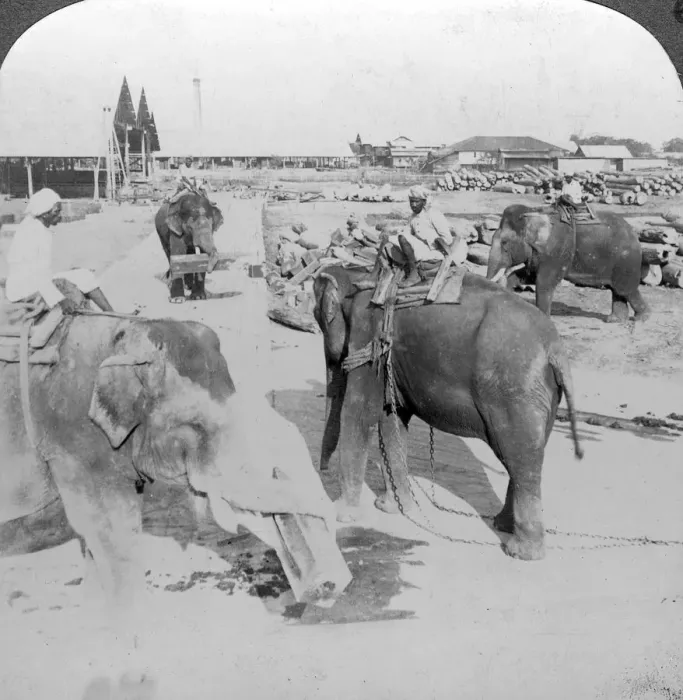 Framed Print : Elephants working in a timber yard, India, c1900s(?). Artist: Underwood & Underwood Framed Print : Elephants working in a timber yard, India, c1900s(?). Artist: Underwood & Underwood