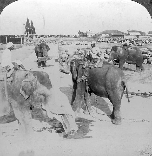Elephants working in a timber yard, India, c1900s(?). Artist: Underwood & Underwood
