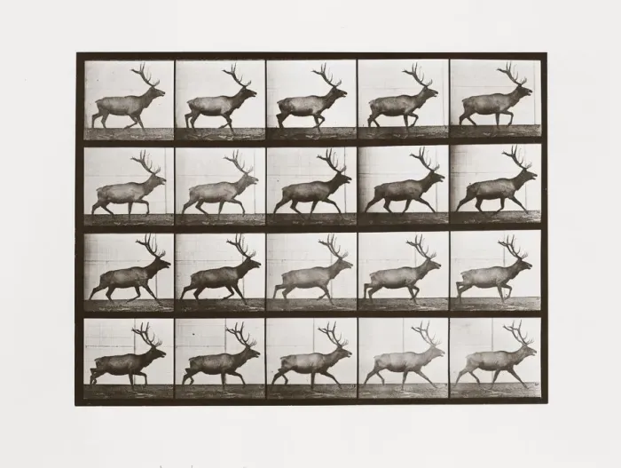 Framed Print : Elk, Plate 692 from Animal Locomotion, 1887 (photograph) Framed Print : Elk, Plate 692 from Animal Locomotion, 1887 (photograph)
