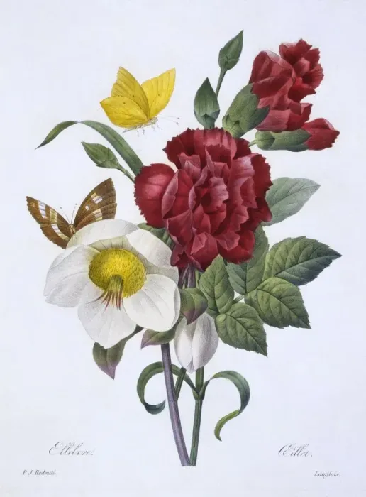 Framed Print : Ellebore et Oeillet, 1829 Framed Print : Ellebore et Oeillet, 1829