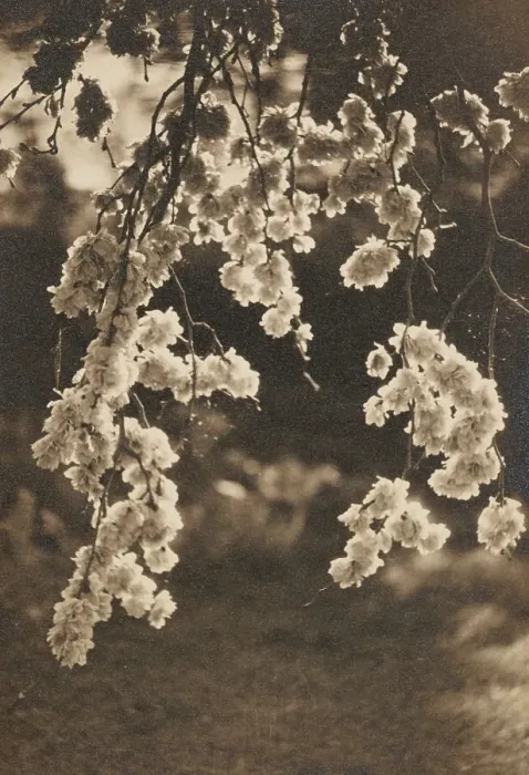 Framed Print : Elm blossom, c1930s. Creator: Henry Edward Gaze Framed Print : Elm blossom, c1930s. Creator: Henry Edward Gaze