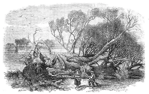 Elm-Tree blown down in Hyde-Park, May 7th, 1856. Creator: Edmund Evans