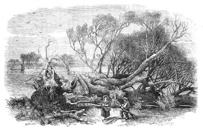 Framed Print : Elm-Tree blown down in Hyde-Park, May 7th, 1856. Creator: Edmund Evans Framed Print : Elm-Tree blown down in Hyde-Park, May 7th, 1856. Creator: Edmund Evans