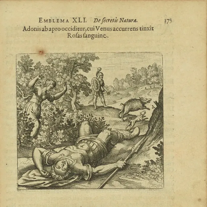 Framed Print : Emblem 41. Adonis is slain by a boar, and as Venus comes running she colours the Roses... 1816. Creator: Merian, Matthäus, the Elder (1593-1650) Framed Print : Emblem 41. Adonis is slain by a boar, and as Venus comes running she colours the Roses... 1816. Creator: Merian, Matthäus, the Elder (1593-1650)