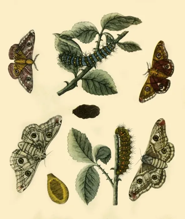 Framed Print : Emperor Moth, 1749, (1943). Creator: H Terasson Framed Print : Emperor Moth, 1749, (1943). Creator: H Terasson
