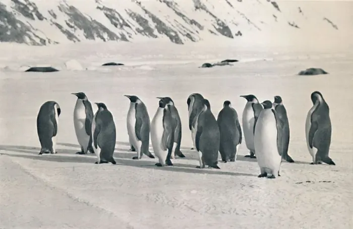 Framed Print : Emperor Penguins, 1911, (1913). Artist: Frank Debenham Framed Print : Emperor Penguins, 1911, (1913). Artist: Frank Debenham