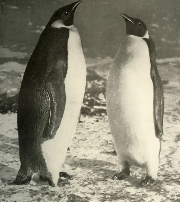 Framed Print : Two Emperor Penguins, c1908, (1909)