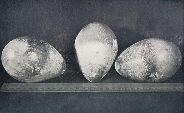 Emperor Penguins Eggs from Cape Crozier, 1911, (1913). Artist: Herbert Ponting