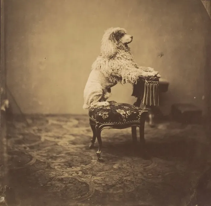 Framed Print : [Empress Eugenies Poodle], 1850s. Creator: Andre-Adolphe-Eugene Disdé