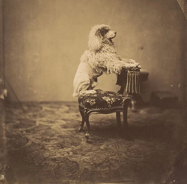 [Empress Eugénie's Poodle], 1850s. Creator: André-Adolphe-Eugène Disdé