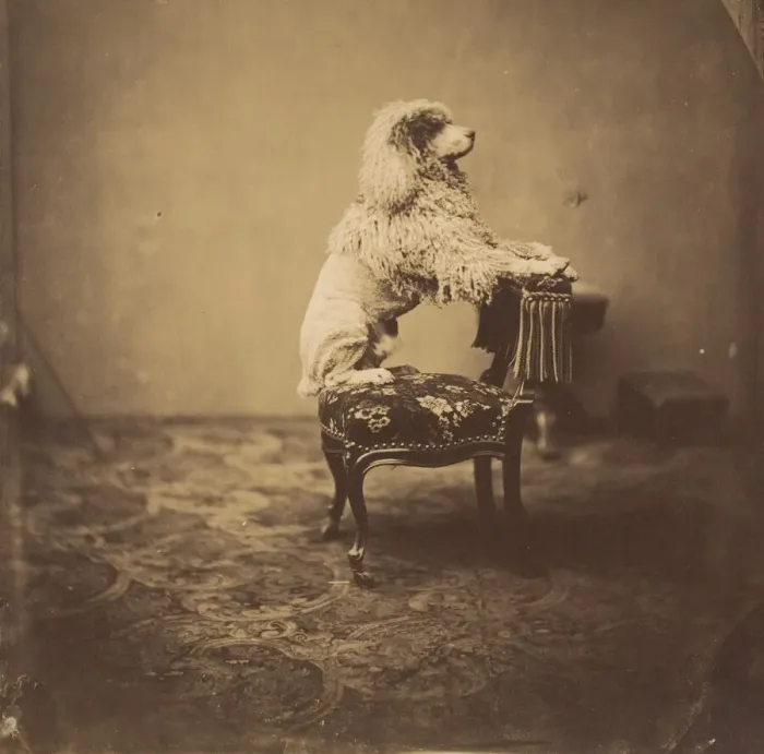 Framed Print : [Empress Eugenie's Poodle], 1850s. Creator: Andre-Adolphe-Eugene Disderi