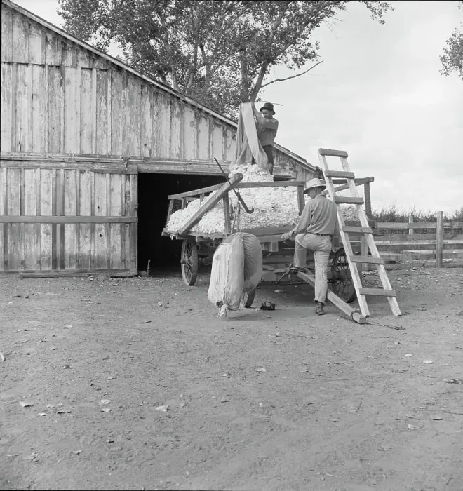 Framed Print : Emptying cotton after weighing, small cotton farm, Kern County, California, 1938. Creator: Dorothea Lange Framed Print : Emptying cotton after weighing, small cotton farm, Kern County, California, 1938. Creator: Dorothea Lange