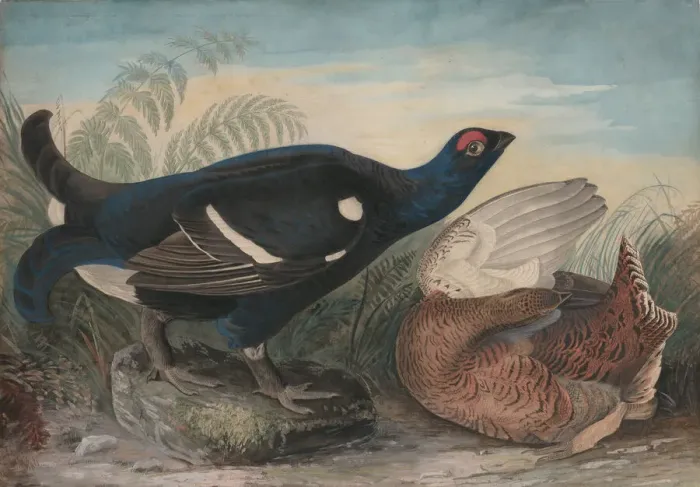 Framed Print : English Black Cocks, 1828. Creator: John James Audubon Framed Print : English Black Cocks, 1828. Creator: John James Audubon