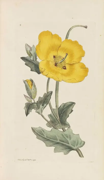 Framed Print : English Botany, 1790-1800. Creator: Sowerby, James (1757-1822) Framed Print : English Botany, 1790-1800. Creator: Sowerby, James (1757-1822)