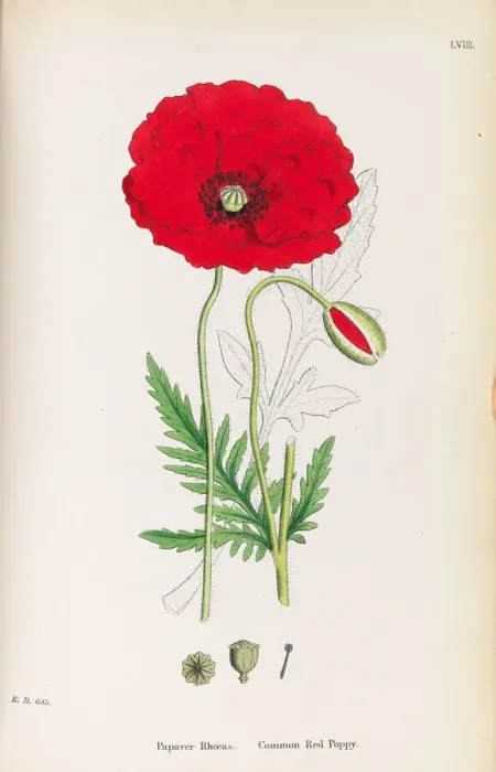 Framed Print : English Botany, 1790-1800. Creator: Sowerby, James (1757-1822) Framed Print : English Botany, 1790-1800. Creator: Sowerby, James (1757-1822)