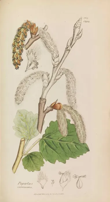 Framed Print : English Botany, 1790-1800. Creator: Sowerby, James (1757-1822) Framed Print : English Botany, 1790-1800. Creator: Sowerby, James (1757-1822)