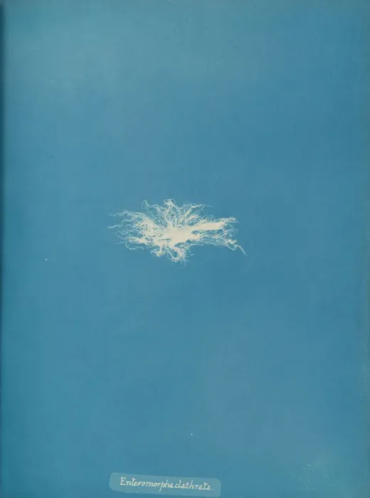 Framed Print : Enteromorpha clathrata, ca. 1853. Creator: Anna Atkins Framed Print : Enteromorpha clathrata, ca. 1853. Creator: Anna Atkins