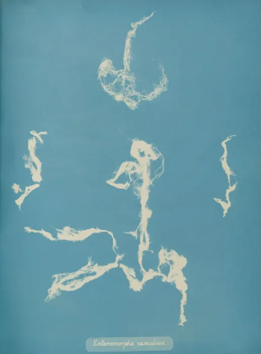 Framed Print : Enteromorpha ramulosa, ca. 1853. Creator: Anna Atkins Framed Print : Enteromorpha ramulosa, ca. 1853. Creator: Anna Atkins
