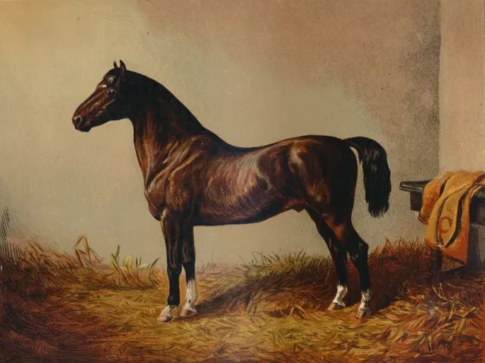 Framed Print : Entire Pony Hack Don Carlos, c1897. Creator: Unknown Framed Print : Entire Pony Hack Don Carlos, c1897. Creator: Unknown