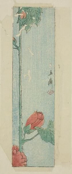 Envelope with hibiscus, n. d. Creator: Ando Hiroshige