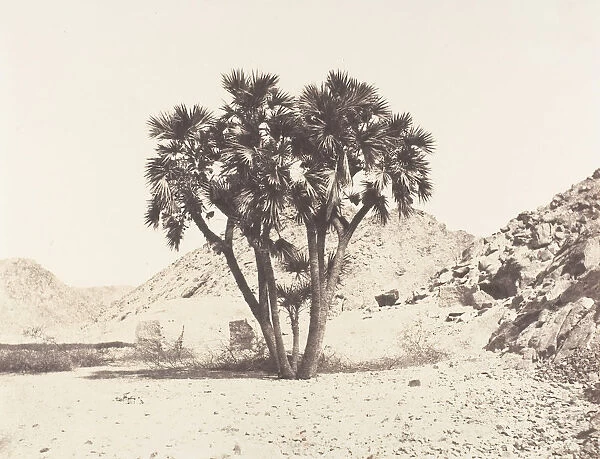Environs de Fileh, Palmier Doum sur la Rive Orientale du Nil, 1851-52, printed 1853-54