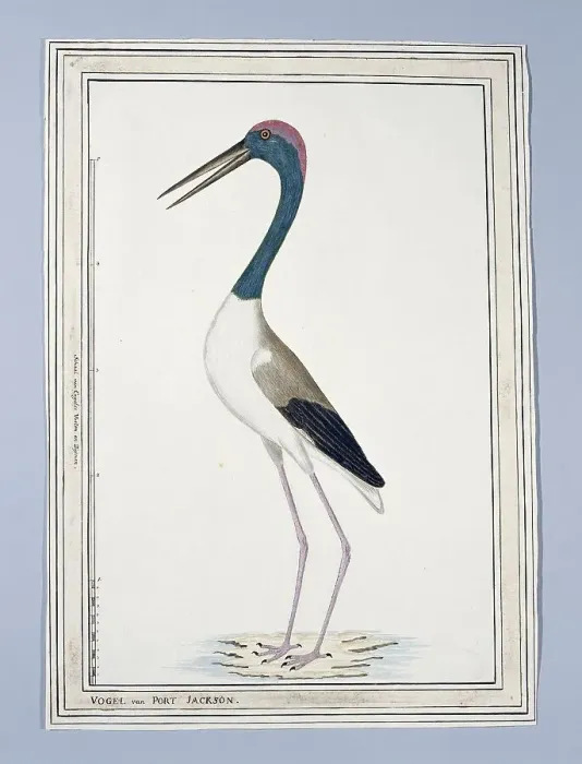 Framed Print : Ephippiorhynchus asiaticus ? (Black-necked stork), 1776-before 1780. Creator: John Hunter Framed Print : Ephippiorhynchus asiaticus ? (Black-necked stork), 1776-before 1780. Creator: John Hunter