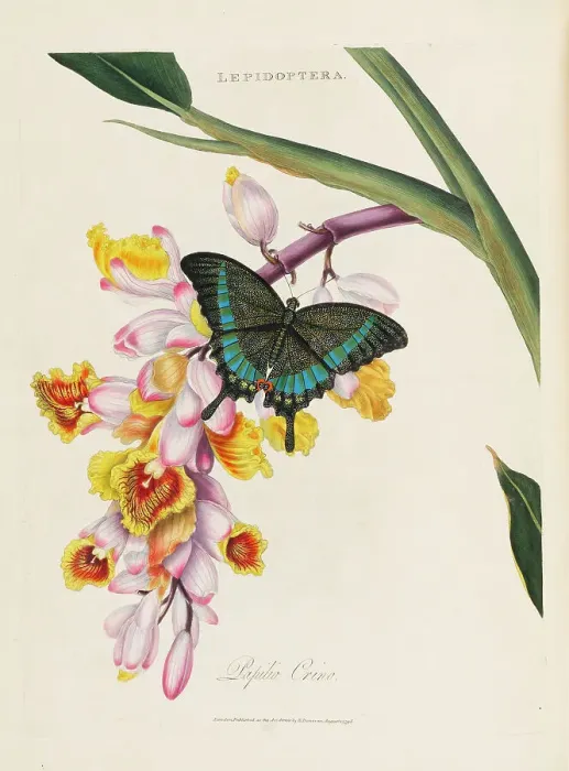 Framed Print : An epitome of the natural history of the insects of China, 1798. Creator: Donovan; Edward (1768-1837) Framed Print : An epitome of the natural history of the insects of China, 1798. Creator: Donovan; Edward (1768-1837)