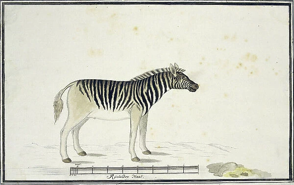 Equus quagga burchelli (Burchell's Zebra), 1790. Creator: Robert Jacob Gordon
