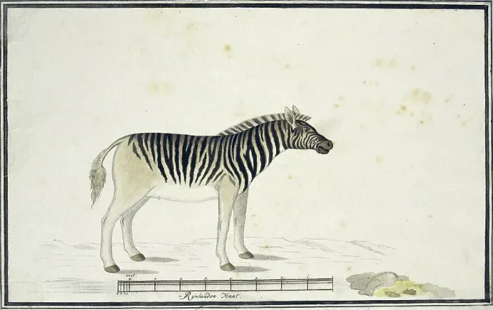 Framed Print : Equus quagga burchelli (Burchell's Zebra), 1790. Creator: Robert Jacob Gordon Framed Print : Equus quagga burchelli (Burchell's Zebra), 1790. Creator: Robert Jacob Gordon
