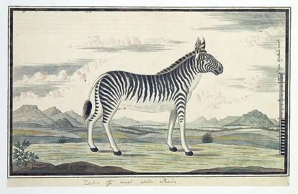 Equus zebra (Mountain zebra), 1777-1786. Creator: Robert Jacob Gordon