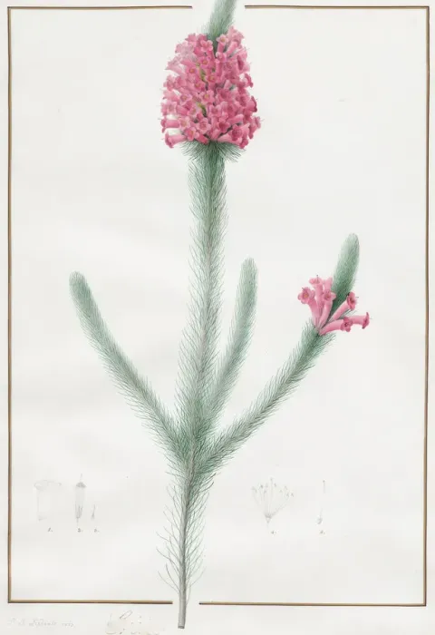 Framed Print : Erica Fulgida, 1813. Creator: Pierre-Joseph Redoute Framed Print : Erica Fulgida, 1813. Creator: Pierre-Joseph Redoute