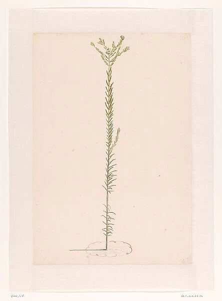 Ericaceae, 1668-1729. Creator: Vincent Laurentz van der Vinne I