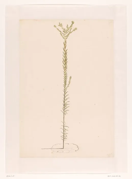 Framed Print : Ericaceae, 1668-1729. Creator: Vincent Laurentz van der Vinne I Framed Print : Ericaceae, 1668-1729. Creator: Vincent Laurentz van der Vinne I