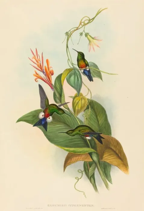 Framed Print : Eriocnemis cupreiventris (Coppery-vented Puff-Leg). Creators: John Gould Framed Print : Eriocnemis cupreiventris (Coppery-vented Puff-Leg). Creators: John Gould