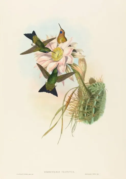 Framed Print : Eriocnemis vestitus (Glowing Puff-Leg). Creators: John Gould, Henry Constantine Richter Framed Print : Eriocnemis vestitus (Glowing Puff-Leg). Creators: John Gould, Henry Constantine Richter