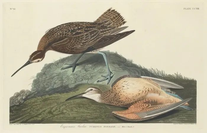 Framed Print : Esquimaux Curlew, 1834. Creator: Robert Havell Framed Print : Esquimaux Curlew, 1834. Creator: Robert Havell