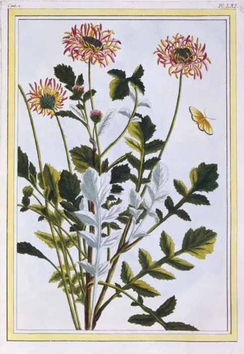 Framed Print : Ethiopian Arctotis (African Daisy), pub. 1776. Creator: Pierre Joseph Buchoz (1731-1807) Framed Print : Ethiopian Arctotis (African Daisy), pub. 1776. Creator: Pierre Joseph Buchoz (1731-1807)