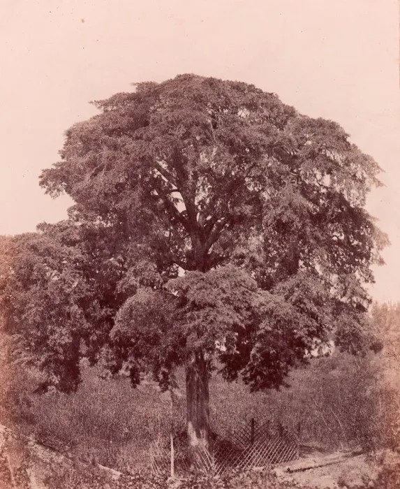 Framed Print : etude d arbre, 1850-53. Creator: Edward King Tenison Framed Print : etude d arbre, 1850-53. Creator: Edward King Tenison