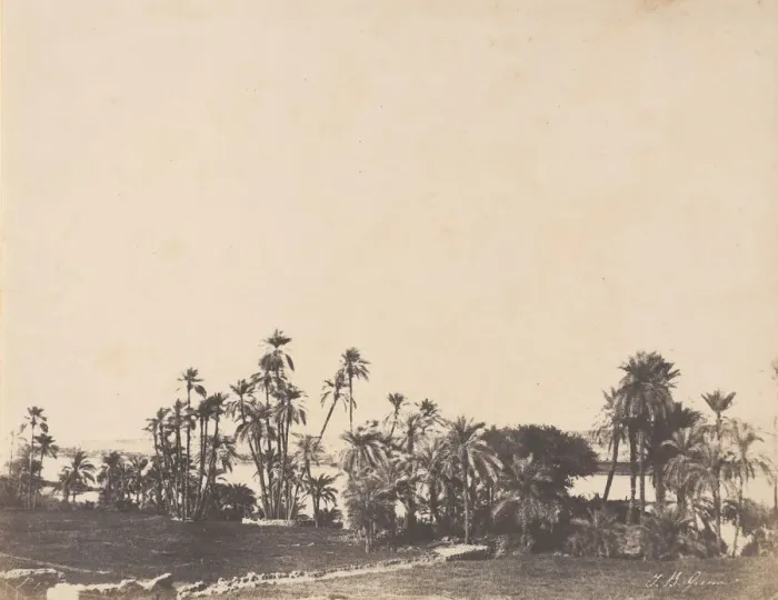 Framed Print : Etude de Palmiers, Bords du Nil, Kalabschi, 1853-54. Creator: John Beasley Greene Framed Print : Etude de Palmiers, Bords du Nil, Kalabschi, 1853-54. Creator: John Beasley Greene