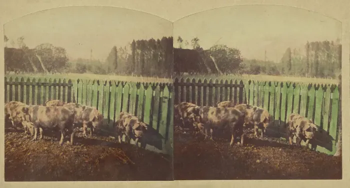 Framed Print : Etudes d'Animaux. Cochons Tonkins. about 1860. Creator: Furne Fils & H. Tournier Framed Print : Etudes d'Animaux. Cochons Tonkins. about 1860. Creator: Furne Fils & H. Tournier