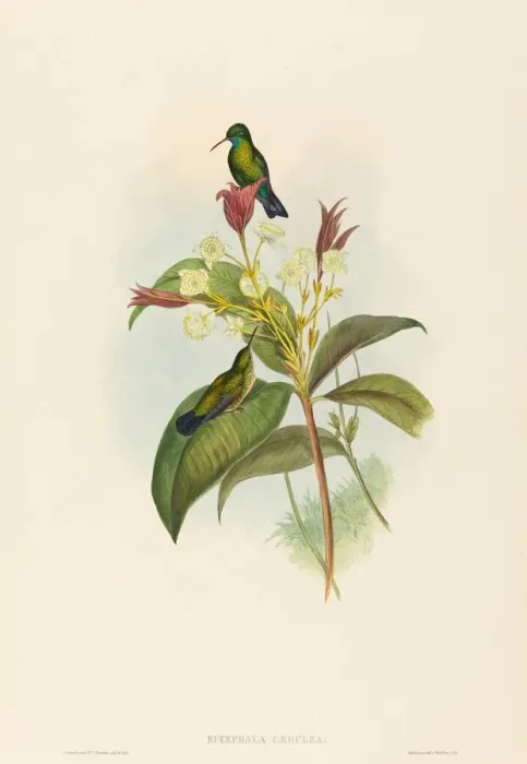 Framed Print : Eucephala caerulea (Blue-chinned Sapphire). Creators: John Gould Framed Print : Eucephala caerulea (Blue-chinned Sapphire). Creators: John Gould