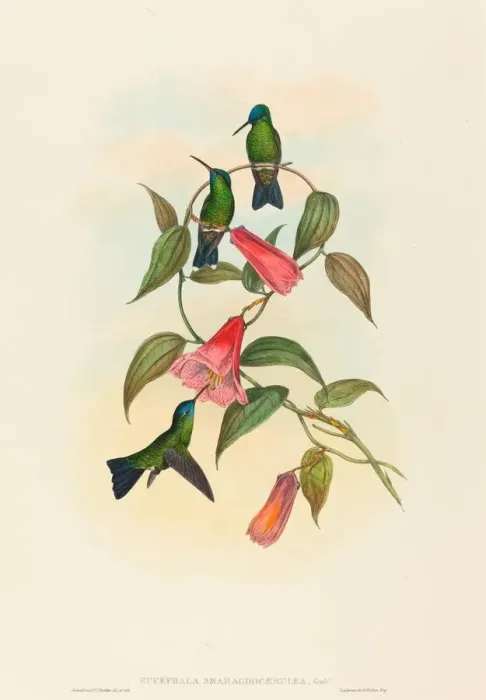 Framed Print : Eucephala smaragdocaerulea (Goulds Wood Nymph). Creators: John Gould Framed Print : Eucephala smaragdocaerulea (Goulds Wood Nymph). Creators: John Gould
