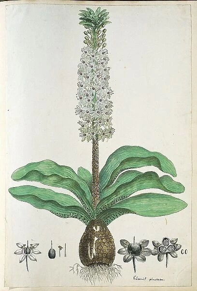 Eucomis humilis Bak. (Pineapple flower or Kuifplant), 1777-1786. Creator: Robert Jacob Gordon