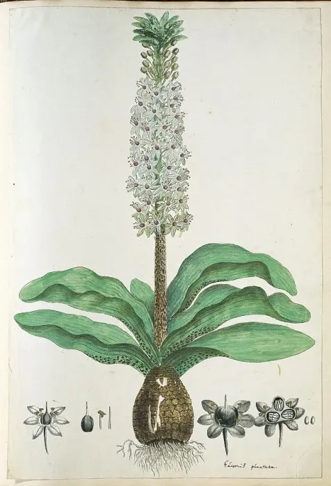 Framed Print : Eucomis humilis Bak. (Pineapple flower or Kuifplant), 1777-1786. Creator: Robert Jacob Gordon Framed Print : Eucomis humilis Bak. (Pineapple flower or Kuifplant), 1777-1786. Creator: Robert Jacob Gordon