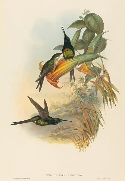 Eugenia imperatrix (Empress Hummingbird). Creators: John Gould, Henry Constantine Richter