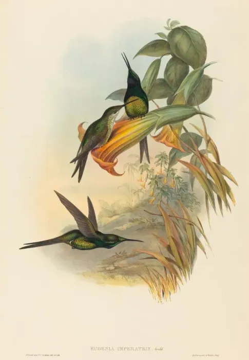 Framed Print : Eugenia imperatrix (Empress Hummingbird). Creators: John Gould, Henry Constantine Richter Framed Print : Eugenia imperatrix (Empress Hummingbird). Creators: John Gould, Henry Constantine Richter